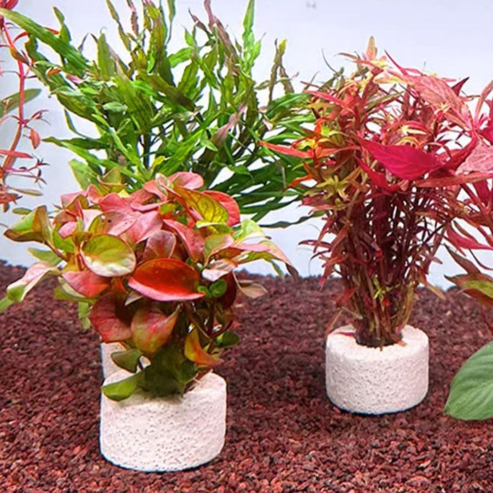 Planted Aquarium Pictures - 10 Peças Anel Ponderado para Fixação