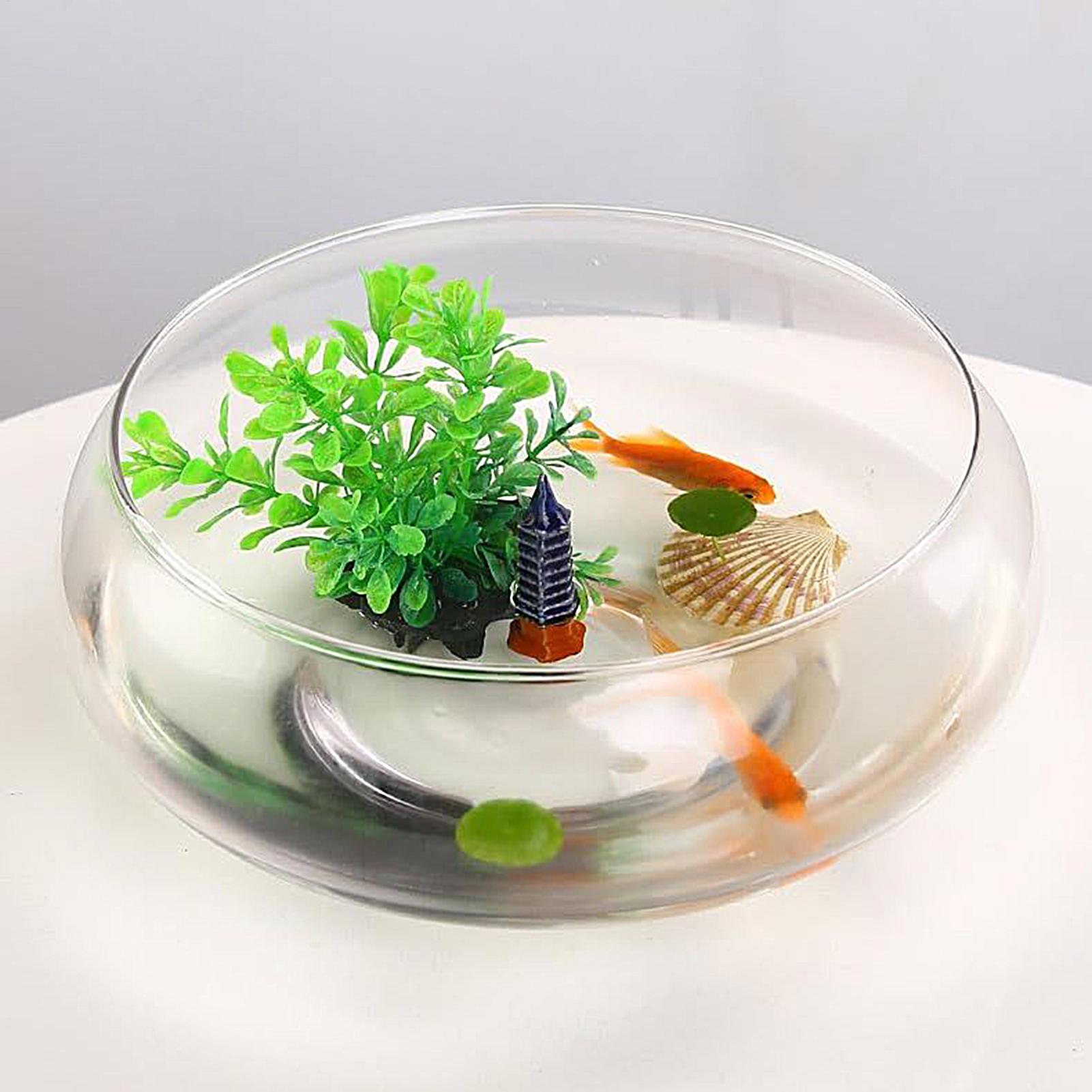 Planted Aquarium For Goldfish - Vaso de Vidro para Peixes, Grande,