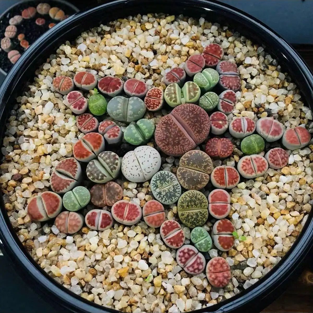 1pc-250g cristais naturais ped - Planted Aquarium With Sand avaliação e preço