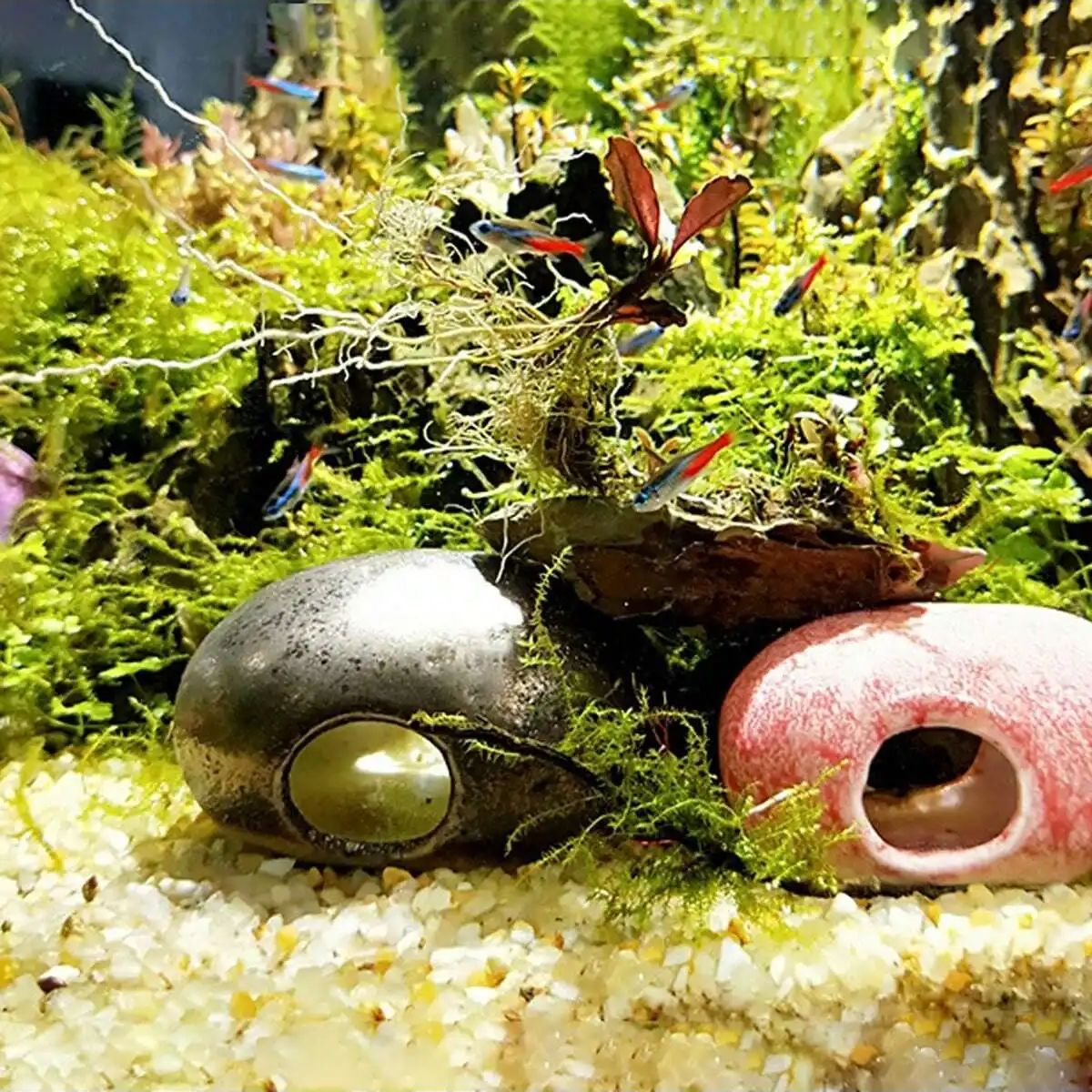 1pc-250g cristais naturais ped - Planted Aquarium With Sand avaliação e preço