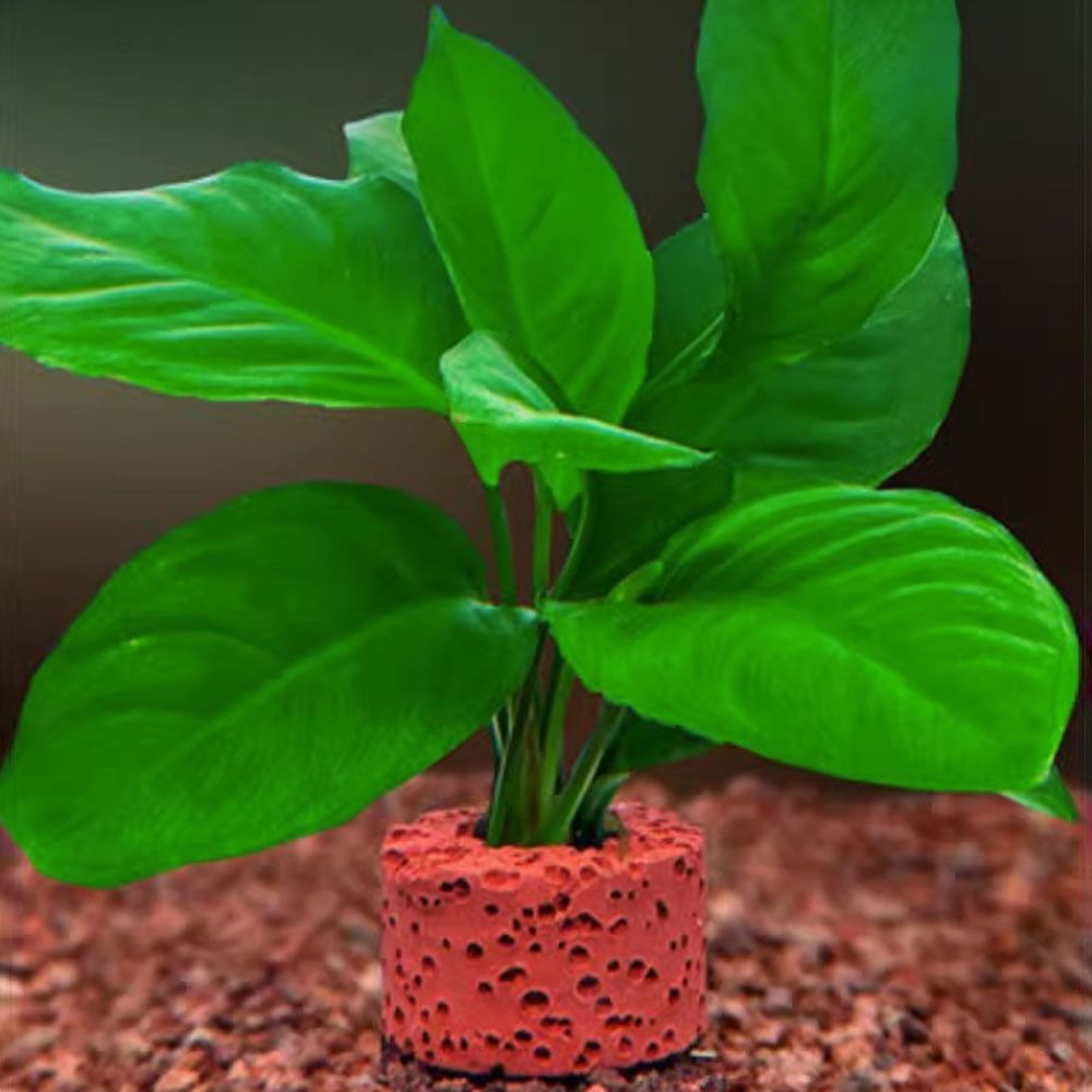 10 Peças Anel Ponderado para F - Planted Aquarium Pictures avaliação e preço