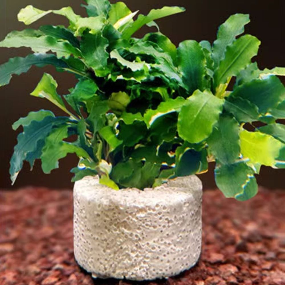10 Peças Anel Ponderado para F - Planted Aquarium Pictures avaliação e preço