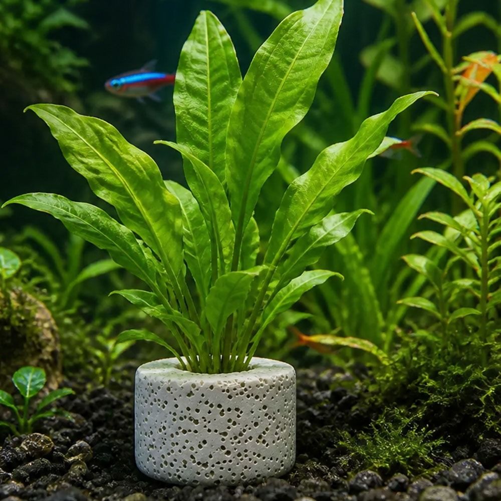 10 Peças Anel Ponderado para F - Planted Aquarium Pictures avaliação e preço
