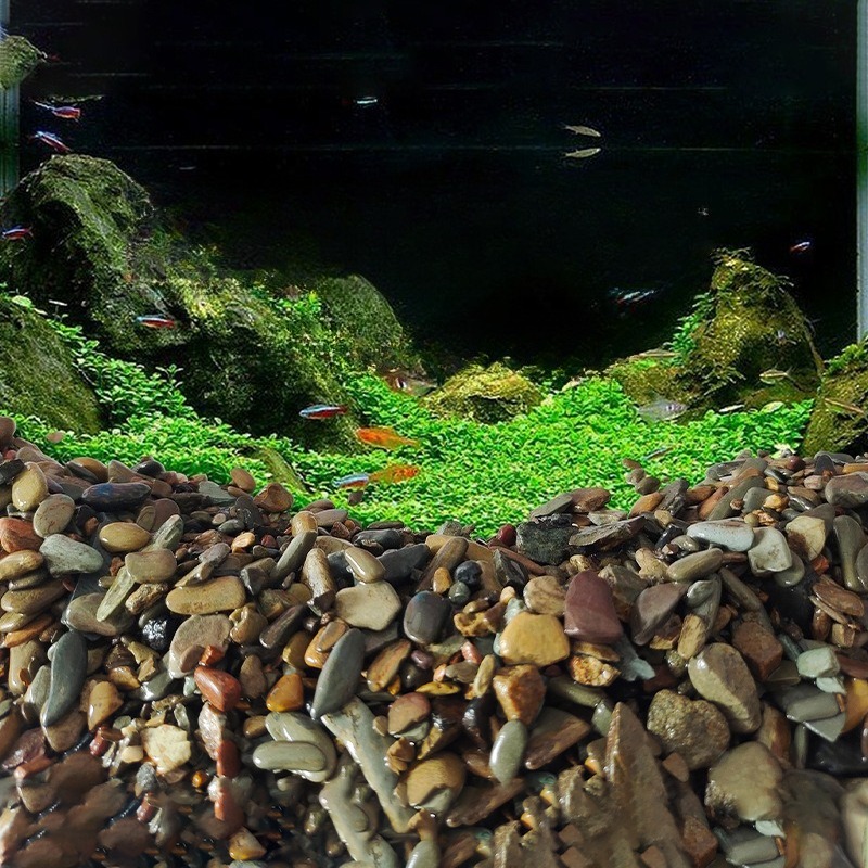 Seixos de Rio para Fundo de Aq - Planted Aquarium With Sand avaliação e preço