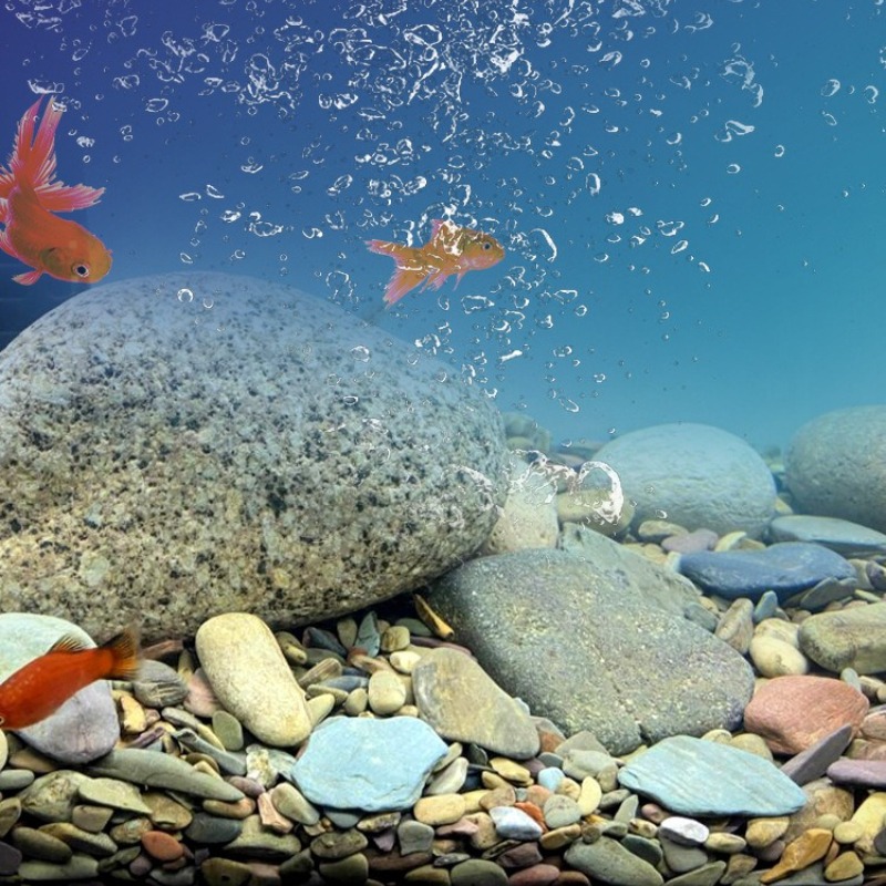 Seixos de Rio para Fundo de Aq - Planted Aquarium With Sand avaliação e preço