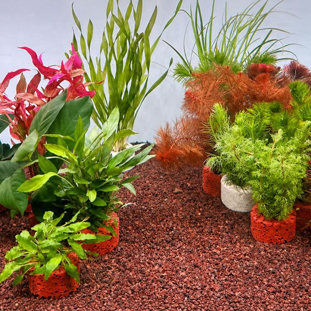 10 Peças Anel Ponderado para F - Planted Aquarium Pictures avaliação e preço