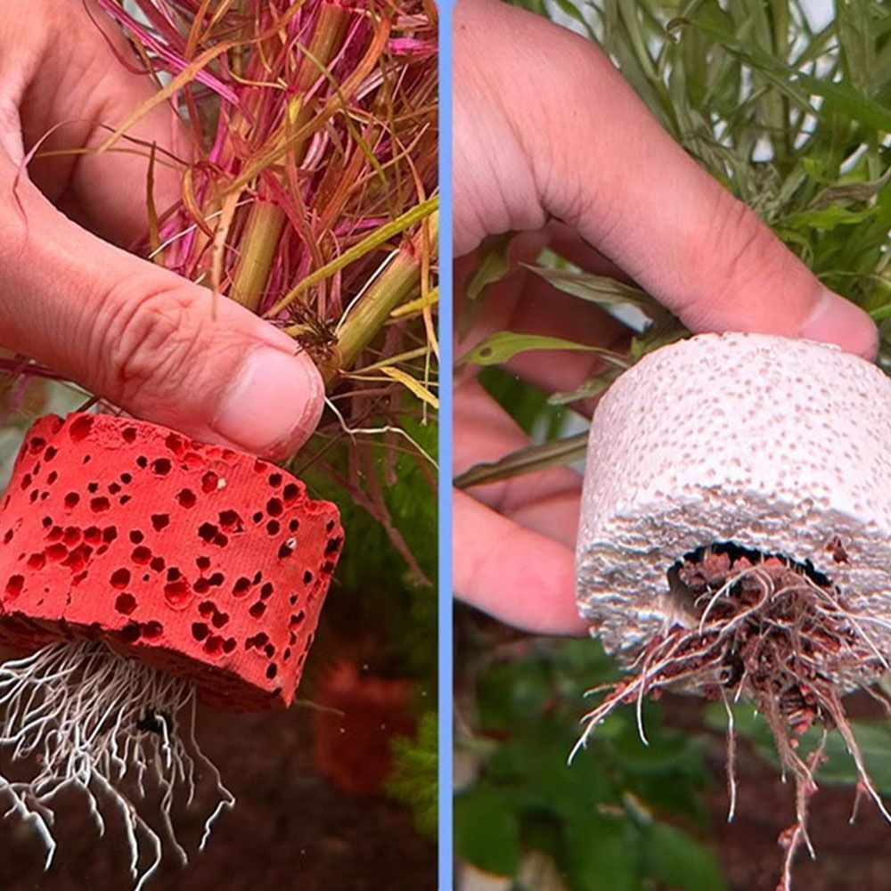 10 Peças Anel Ponderado para F - Planted Aquarium Pictures avaliação e preço