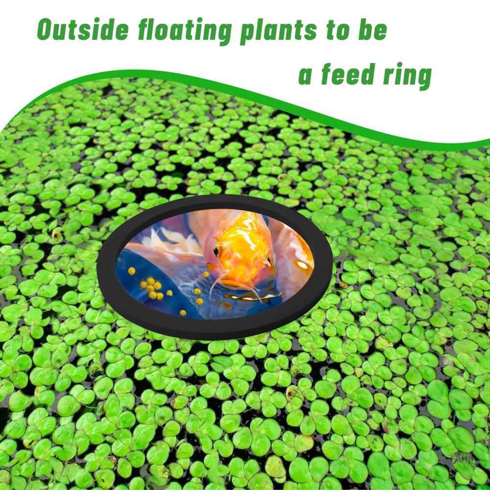 Anel flutuante de espuma eva p - Planted Aquarium For Goldfish avaliação e preço