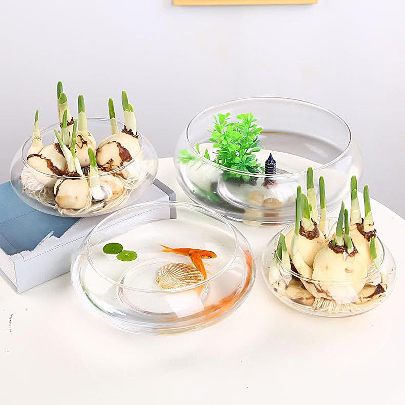 Vaso de Vidro para Peixes, Gra - Planted Aquarium For Goldfish avaliação e preço