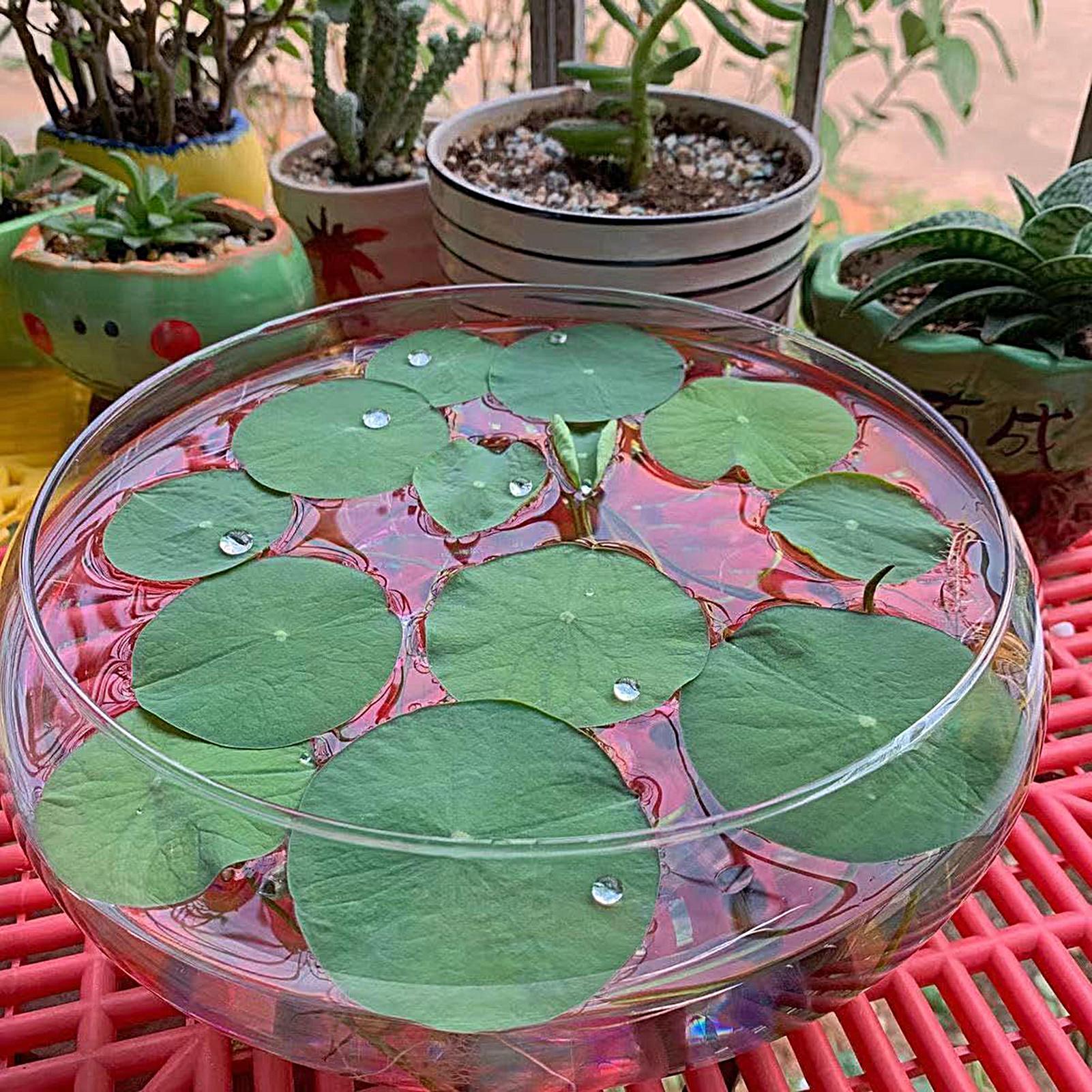 Vaso de Vidro para Peixes, Gra - Planted Aquarium For Goldfish avaliação e preço